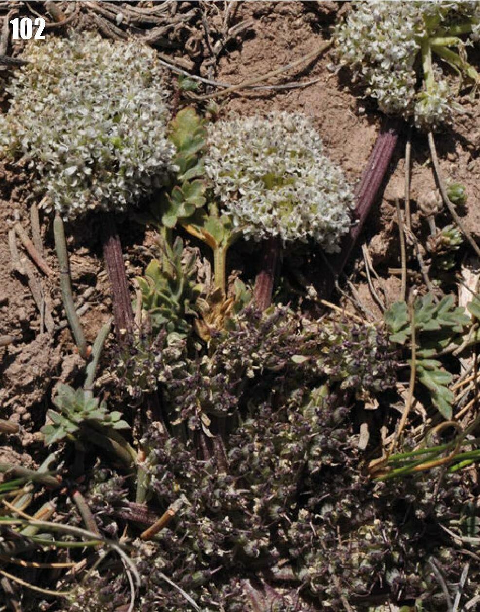 Dimorphosciadium gayoides