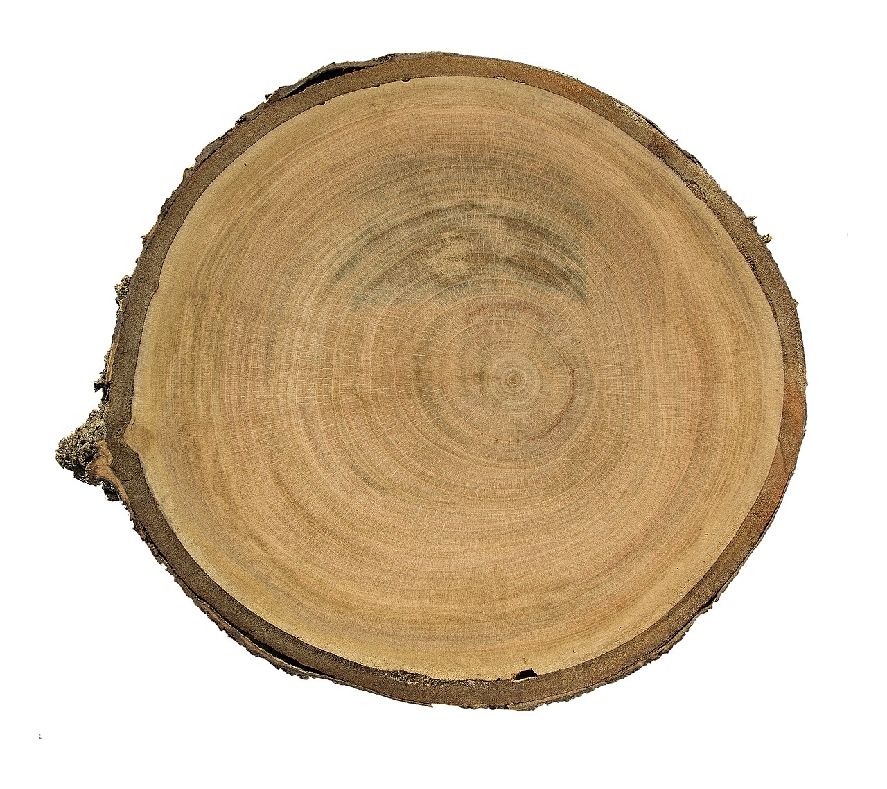 Prunus avium