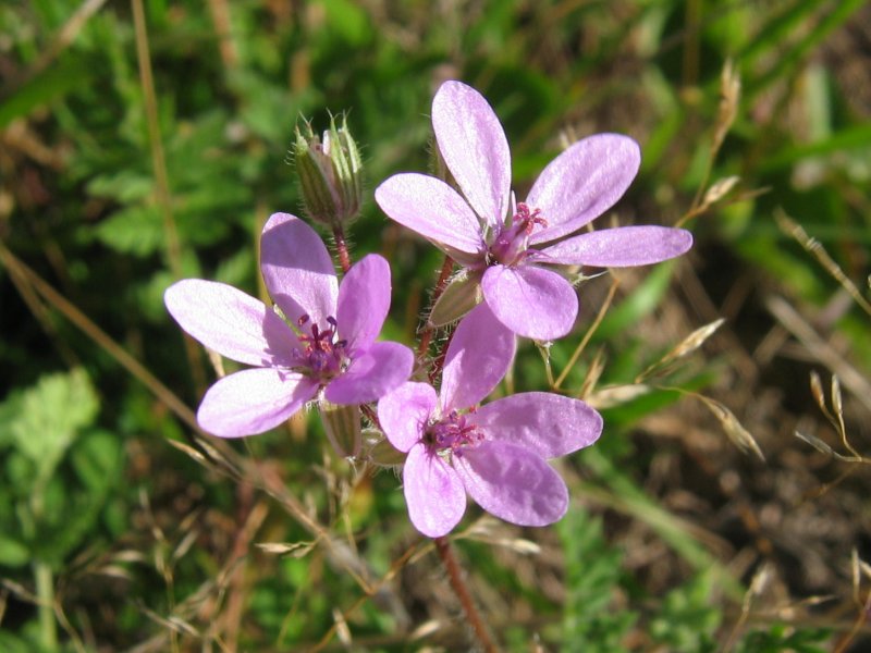 Erodium lebelii