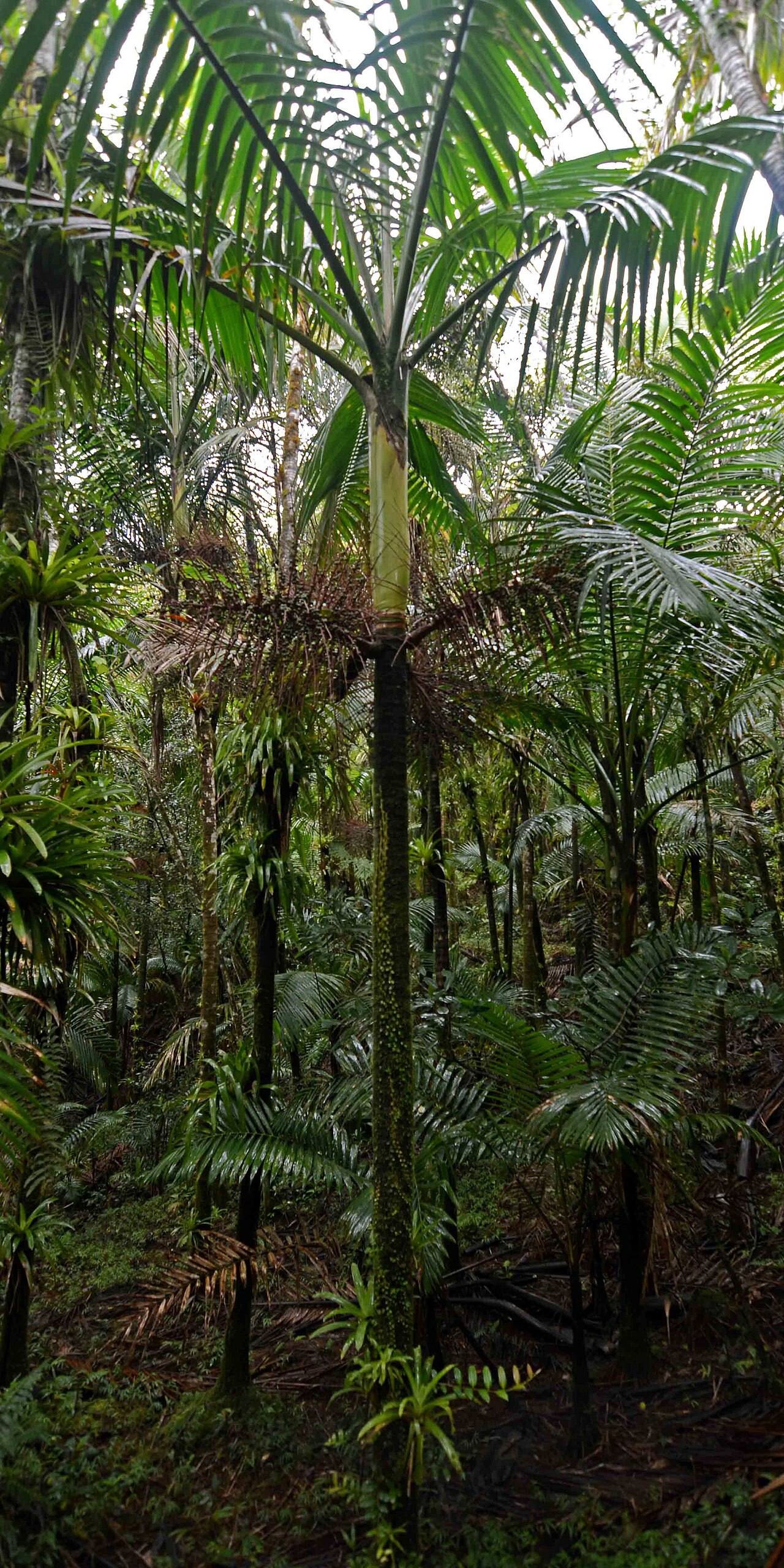 Gaussia attenuata