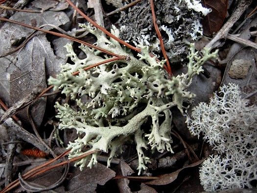 Cladonia perforata