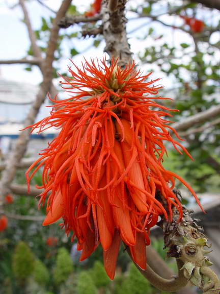 Erythrina sacleuxii