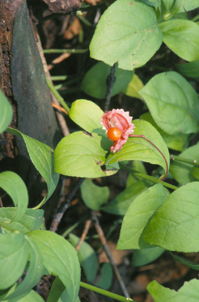 Euonymus obovatus