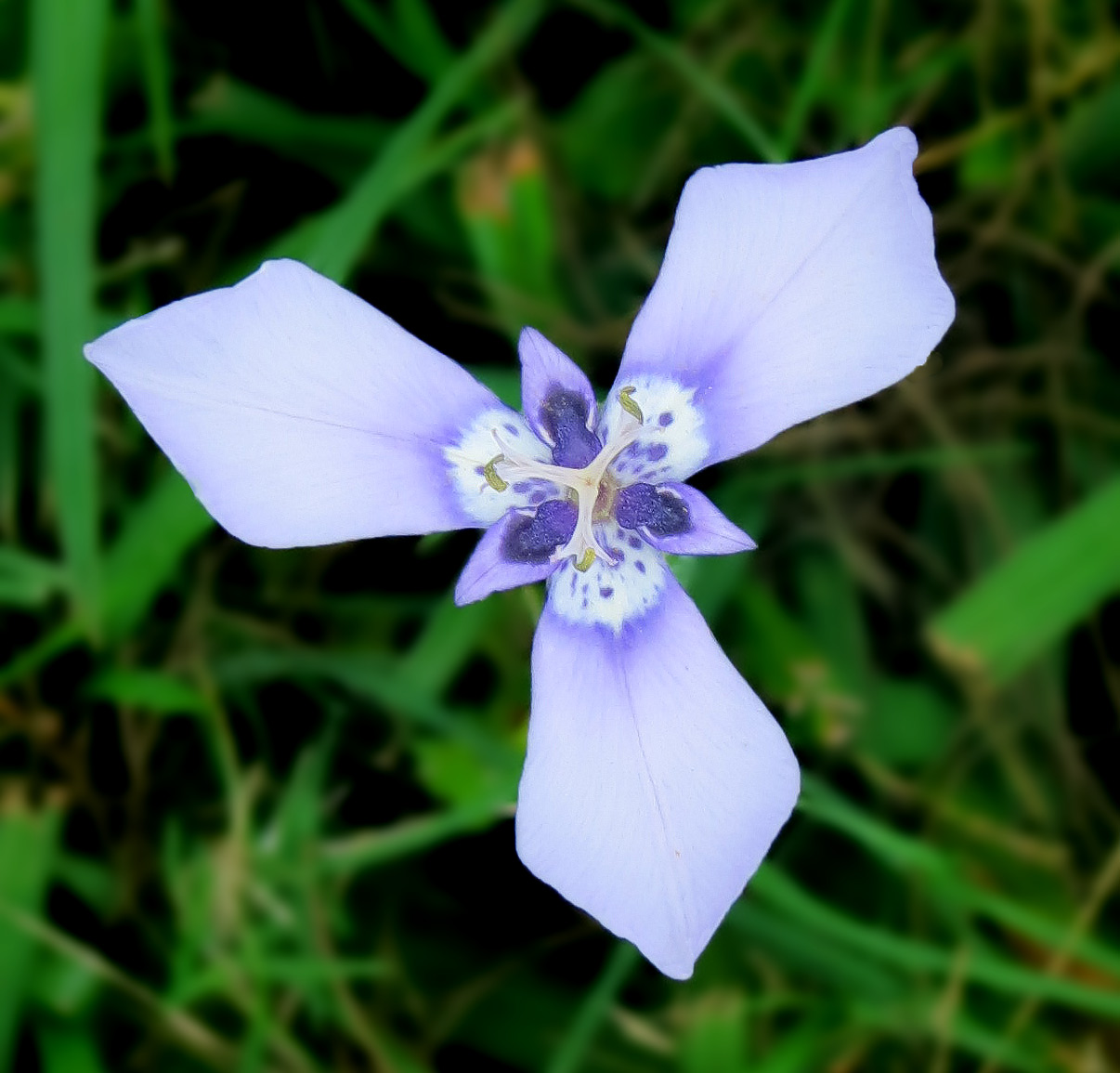 Herbertia lahue