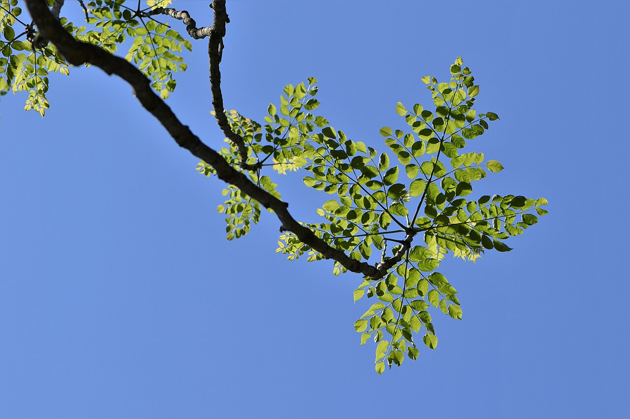 Aralia elata