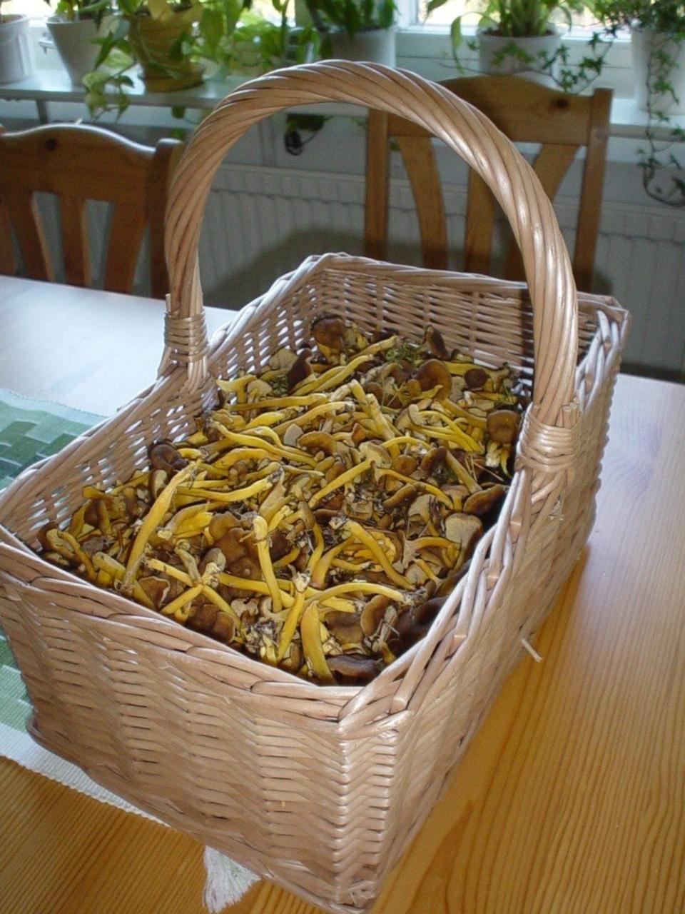 Craterellus tubaeformis