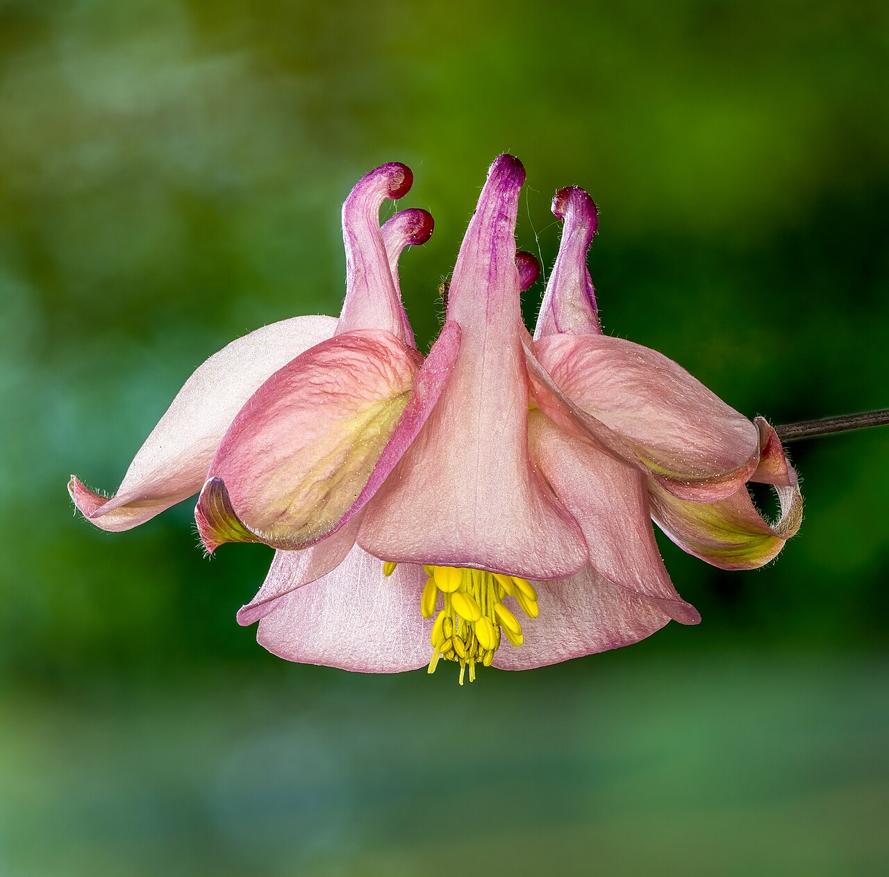 Aquilegia vulgaris