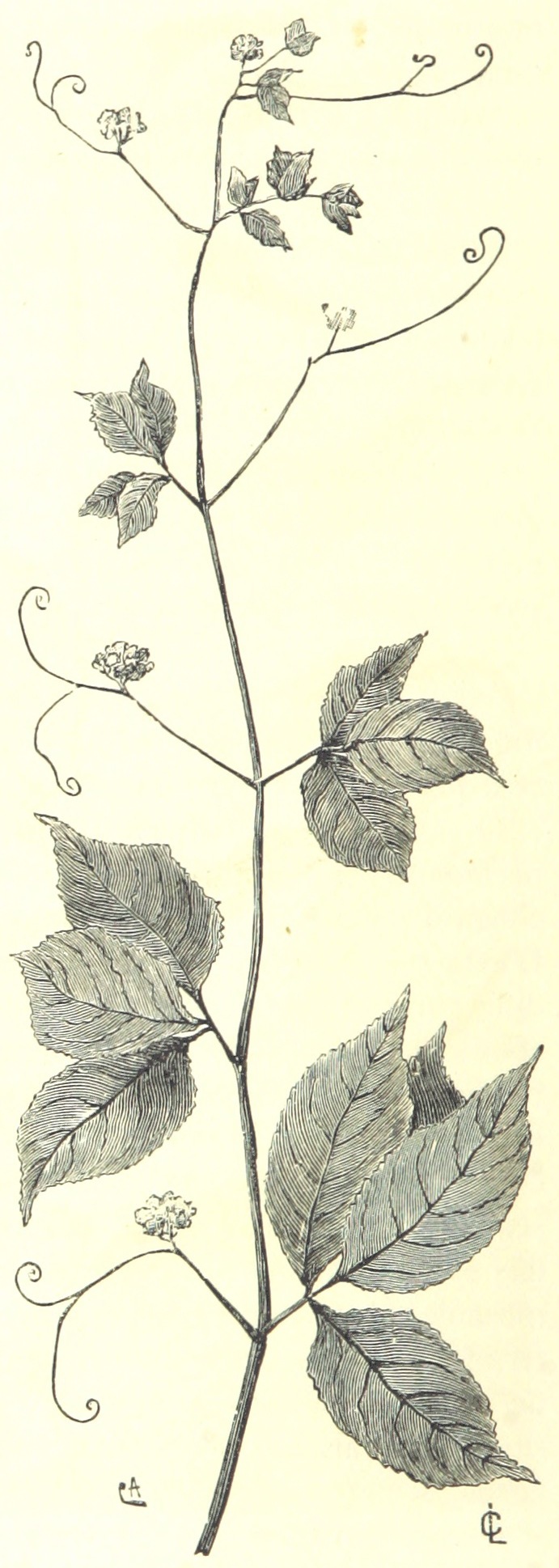 Ampelocissus concinna