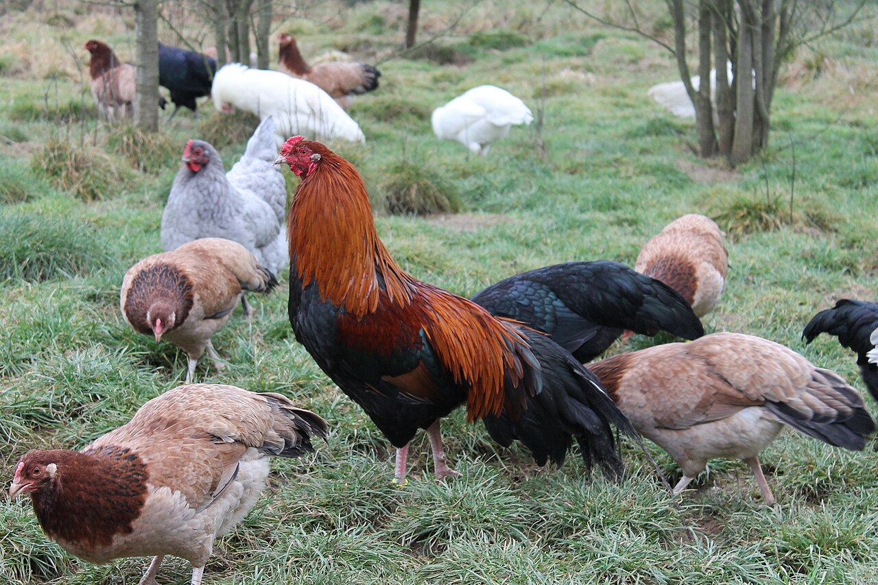 Chicken