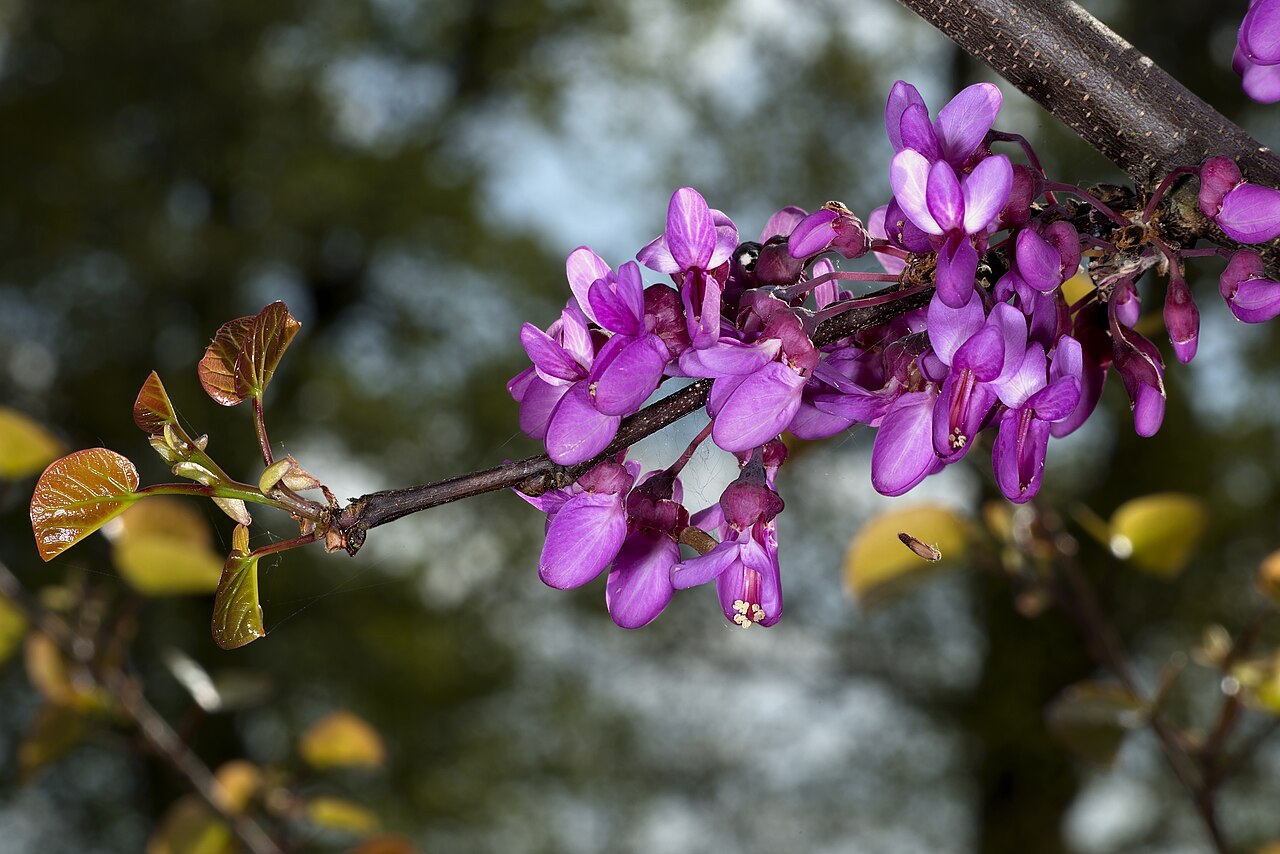 Cercis siliquastrum