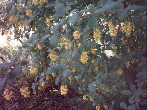 American barberry or Allegheny barberry