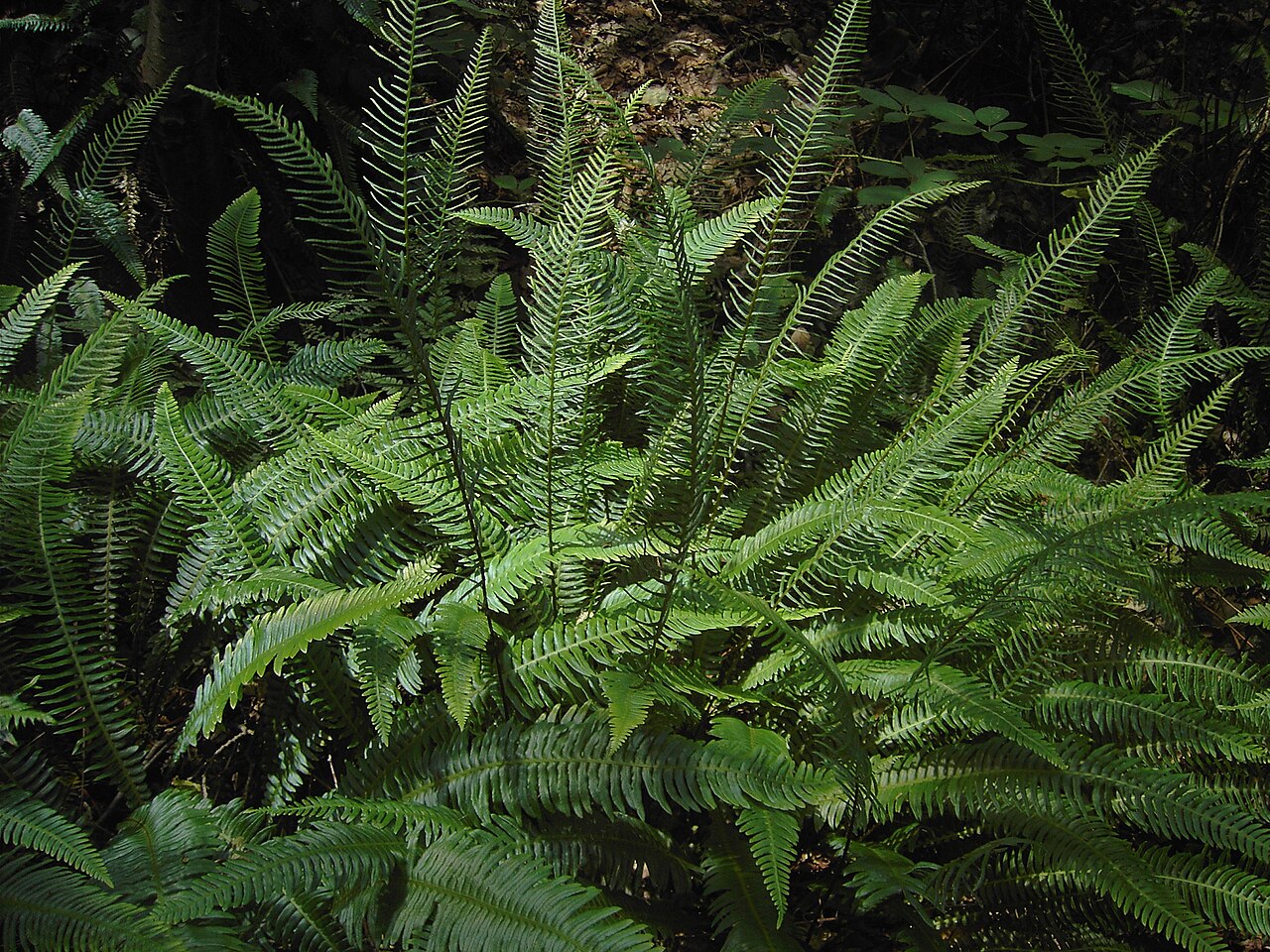 Blechnum serrulatum