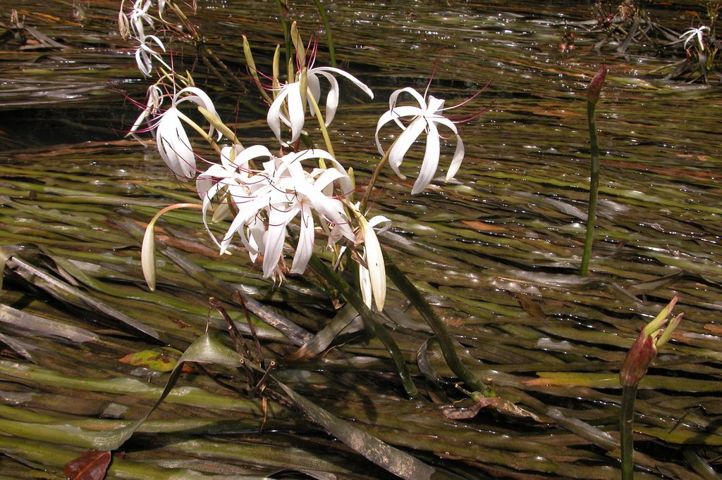 Crinum thaianum