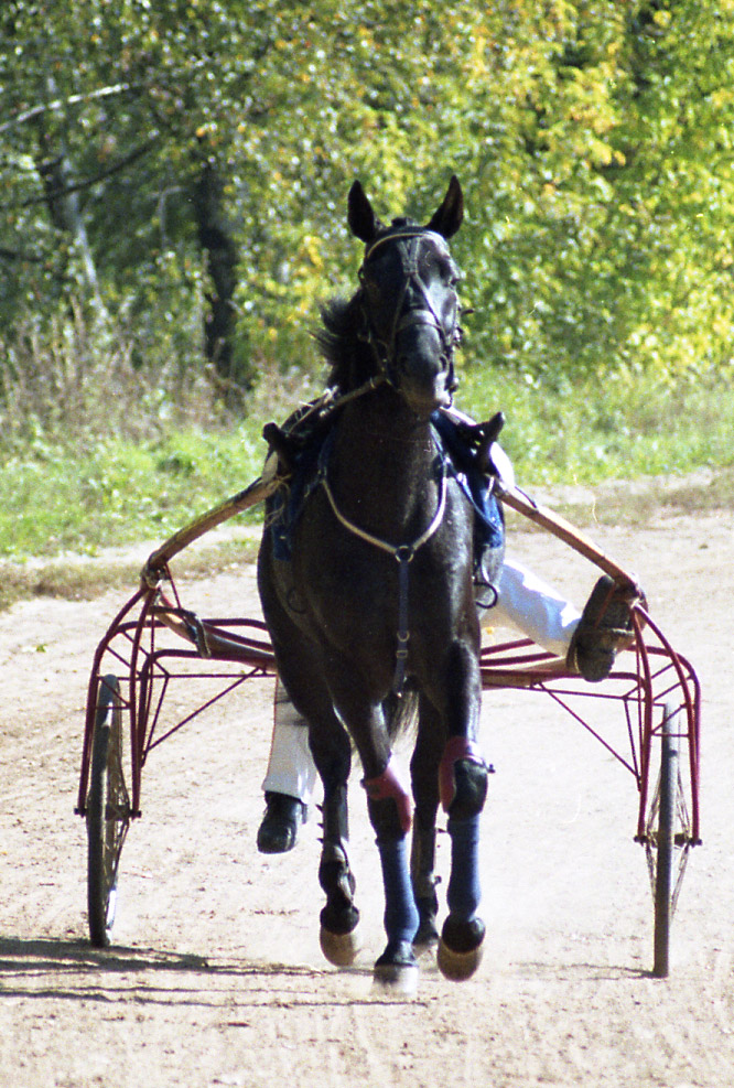 Russian Trotter