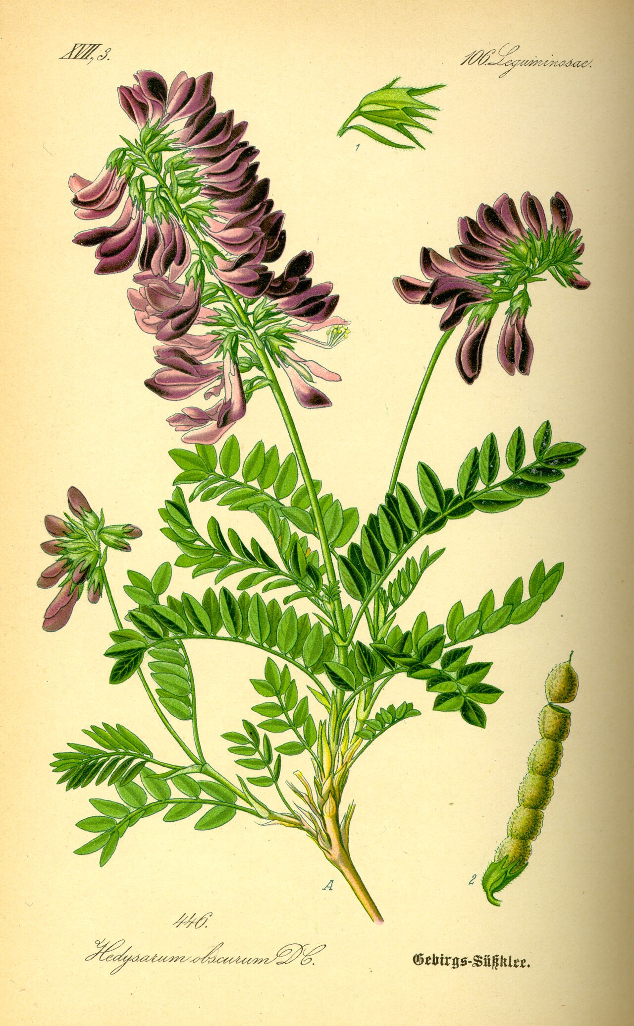 Hedysarum hedysaroides