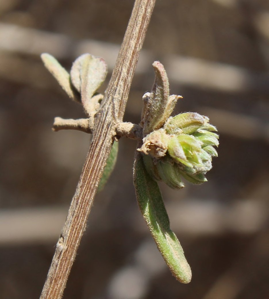 Camptocarpus crassifolius