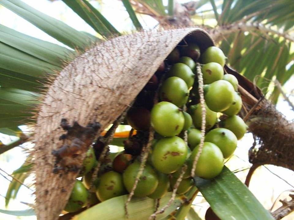 Bactris guineensis