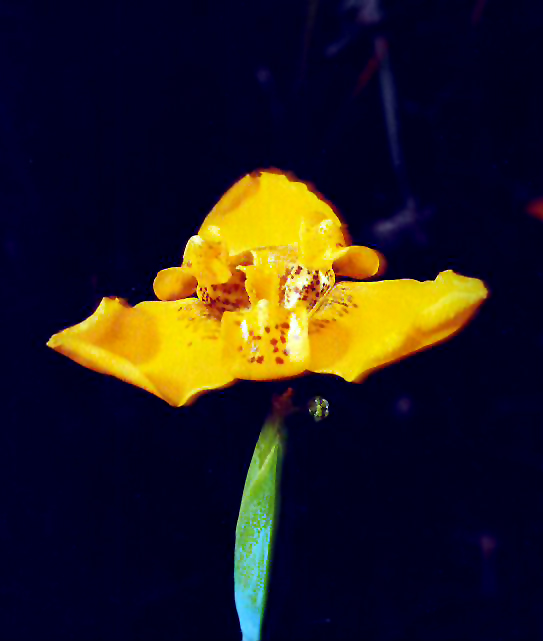 Trimezia chimantensis