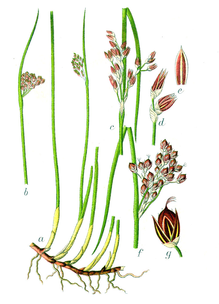 Scirpus glaucus
