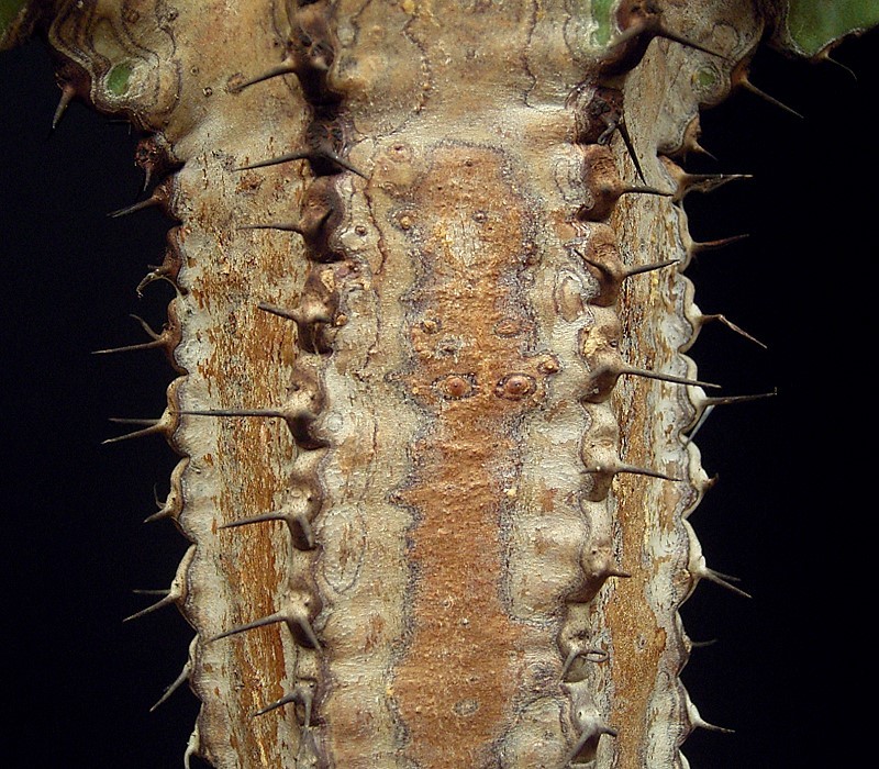Euphorbia virosa