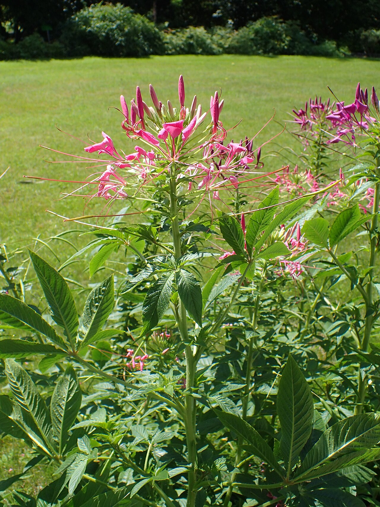 Cleome spinosa