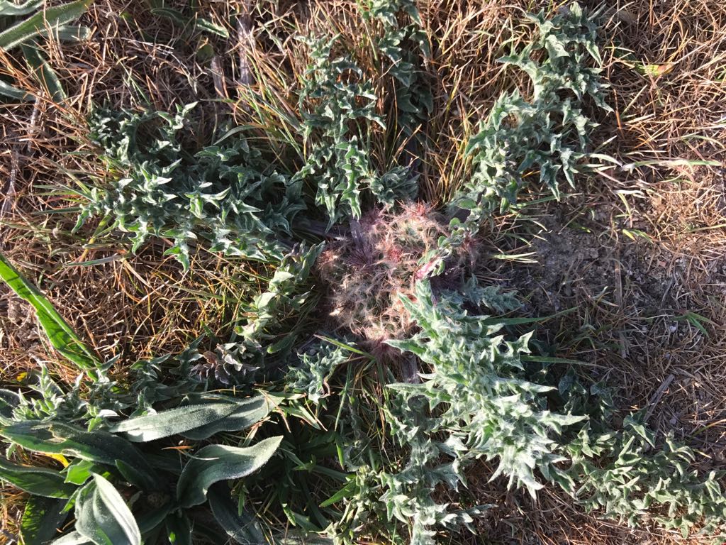 Centaurea amblensis
