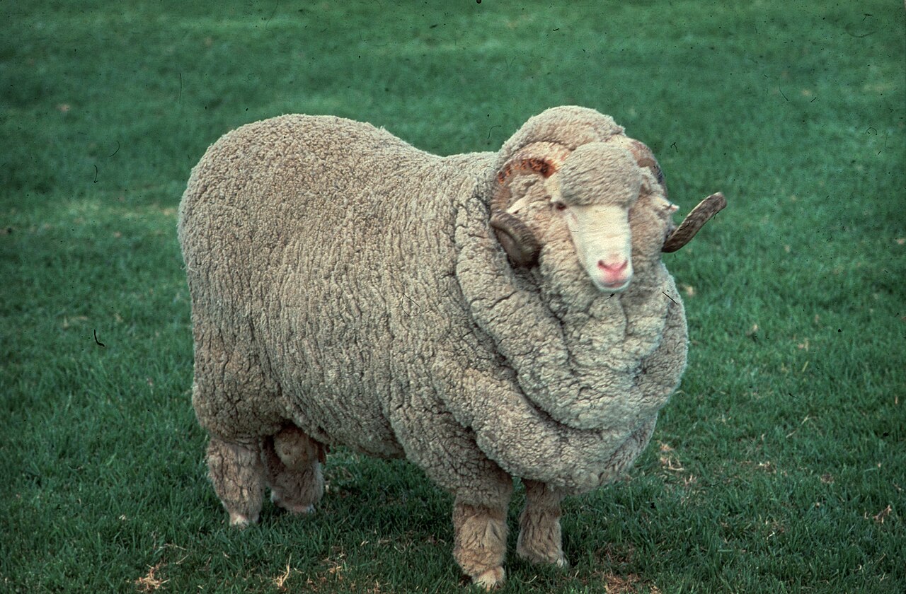 Australian Merino