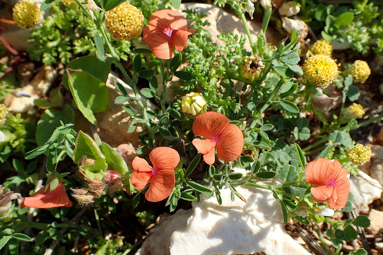 Lathyrus blepharicarpos