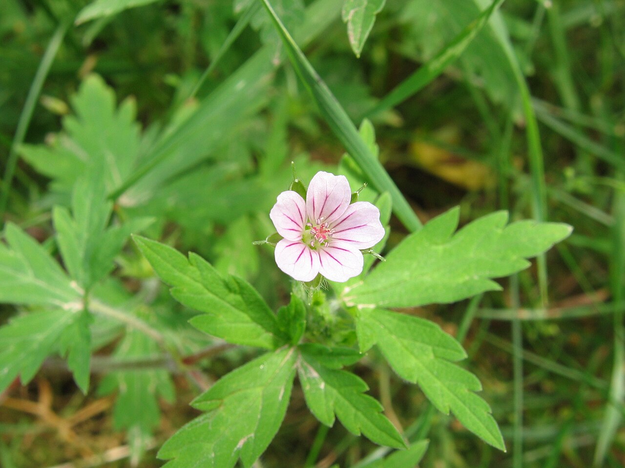 Geranium sibiricum