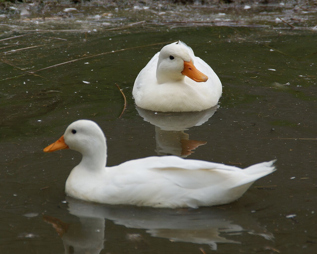 Duck