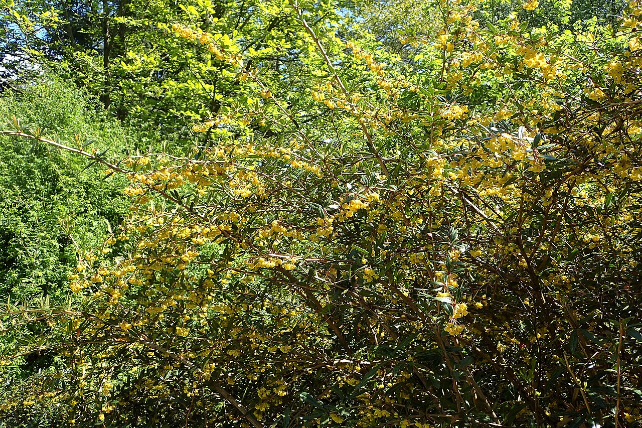 Berberis verruculosa