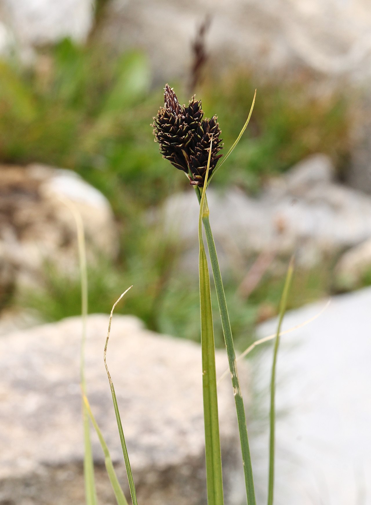 Carex parviflora