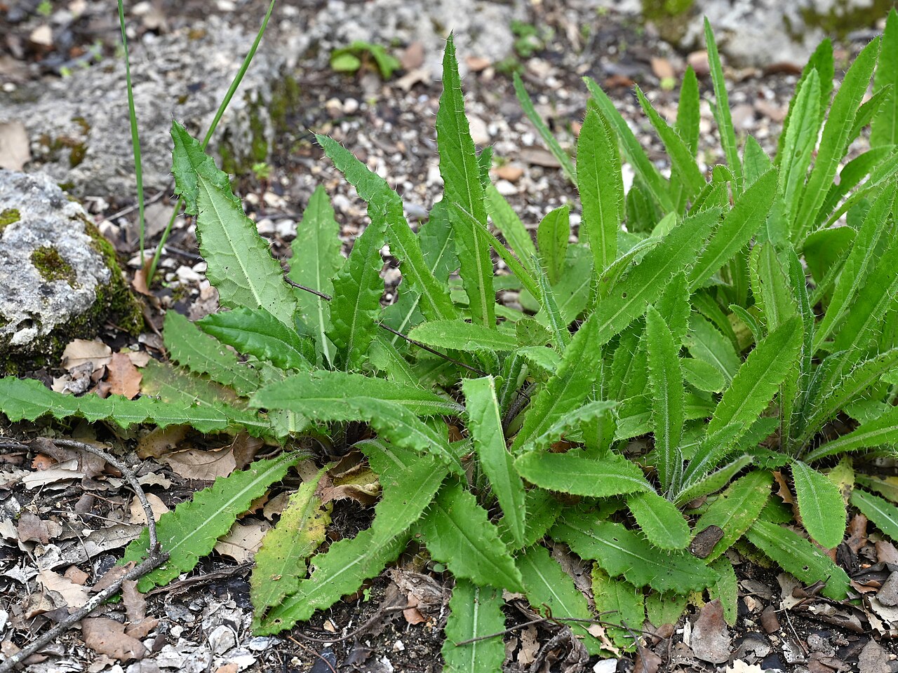 Cirsium gaditanum