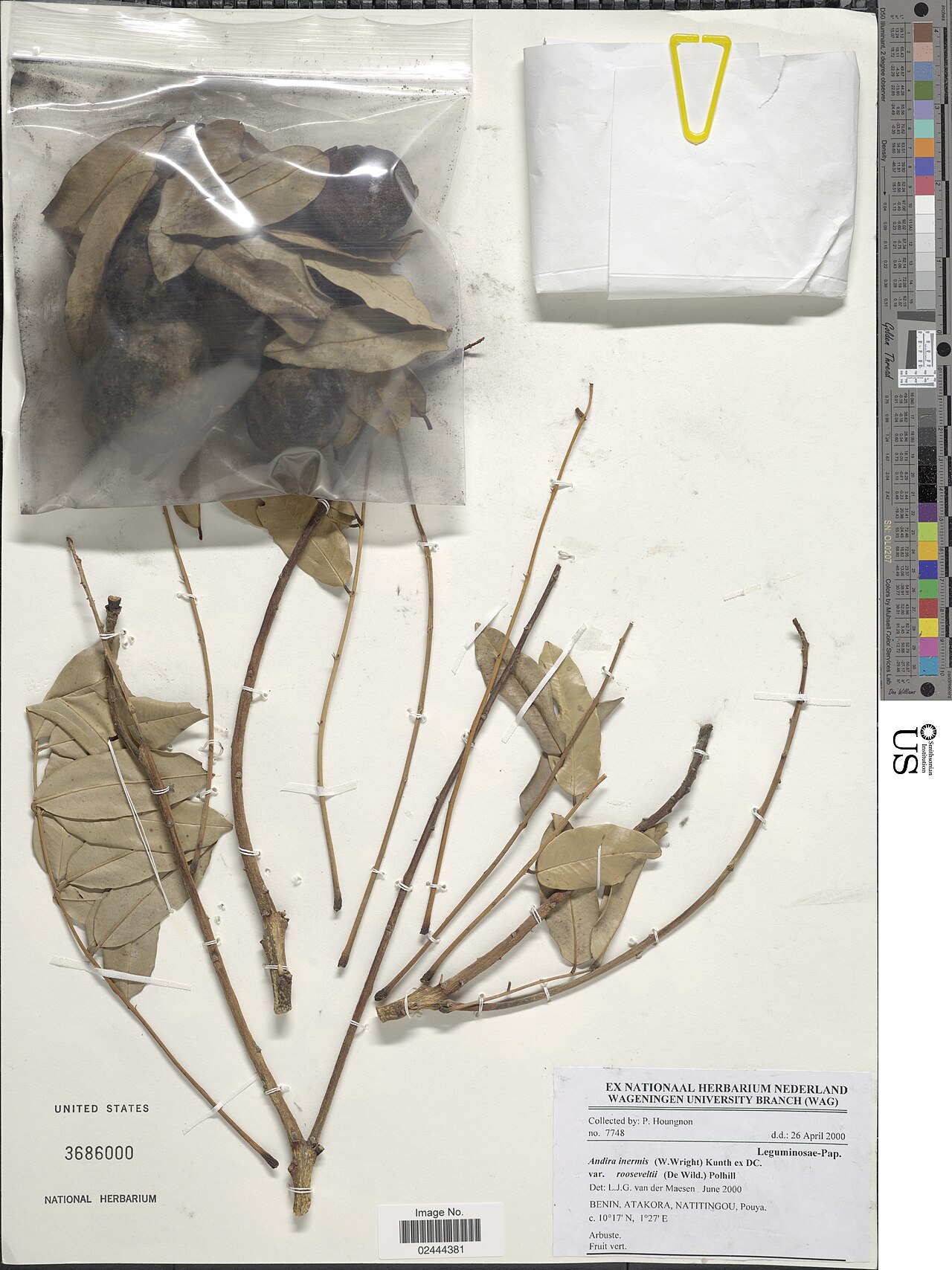 Andira inermis