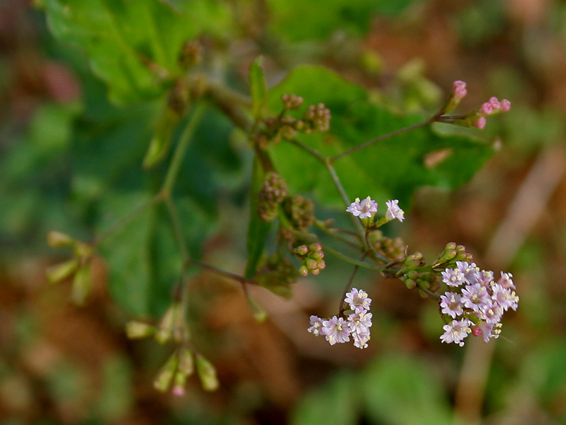 Erect spiderling or the erect boerhavia