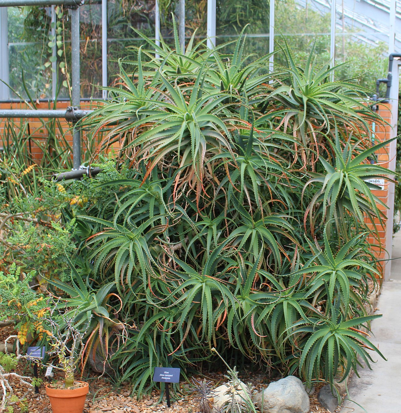 Aloe camperi