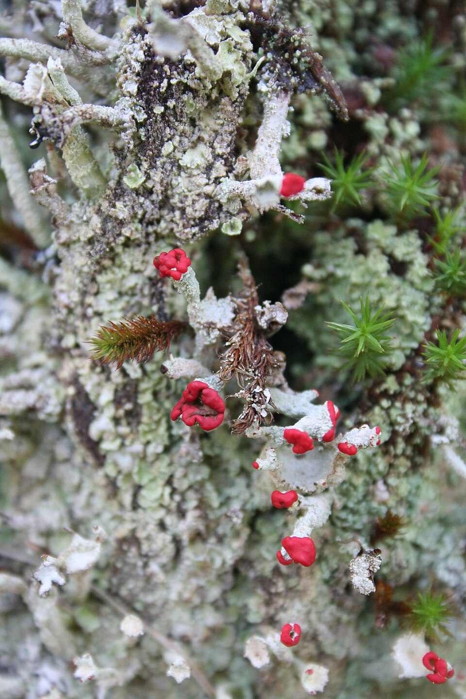 British soldiers lichen or the British s