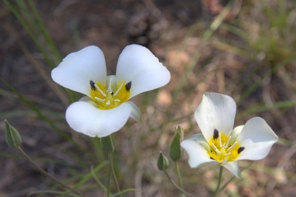 Calochortus leichtlinii