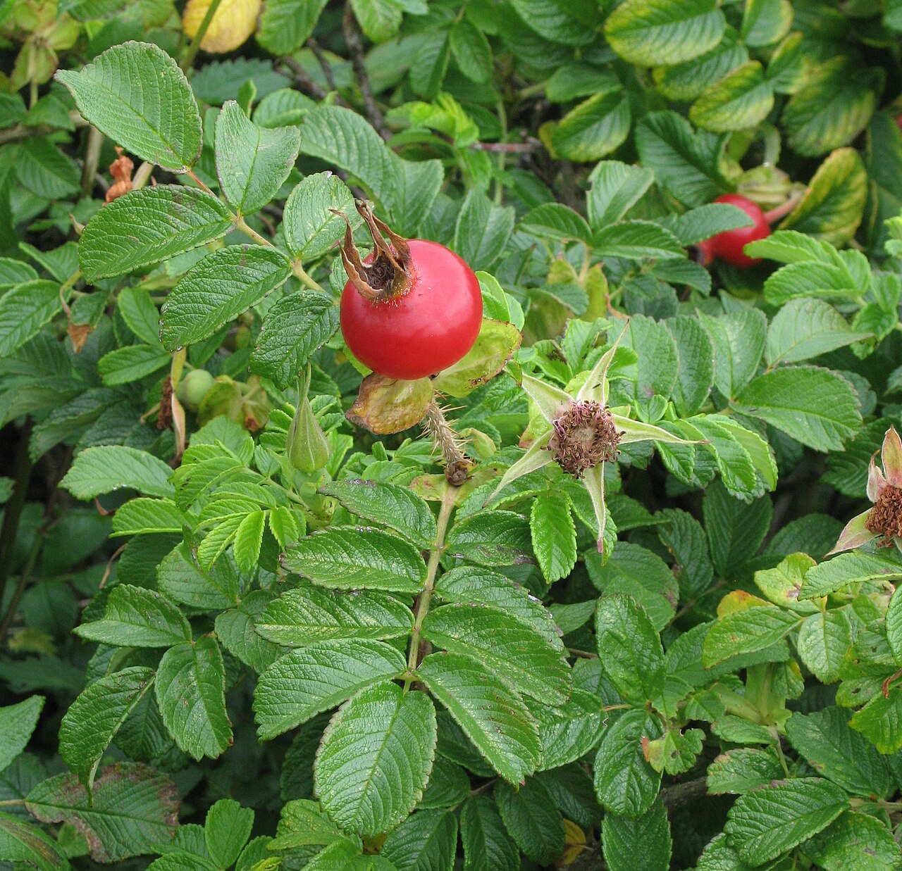 Rosa rugosa