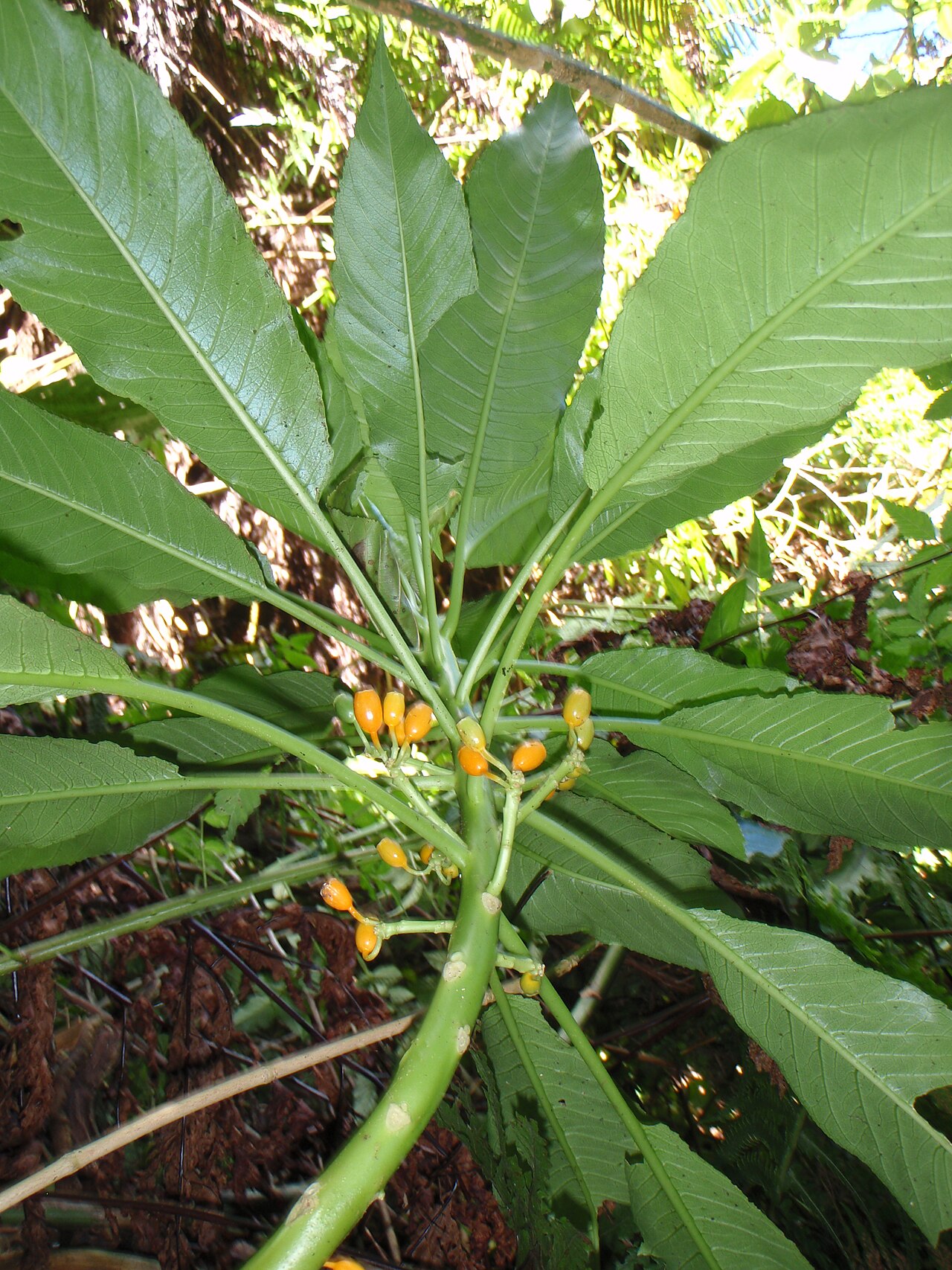 Cyanea profuga