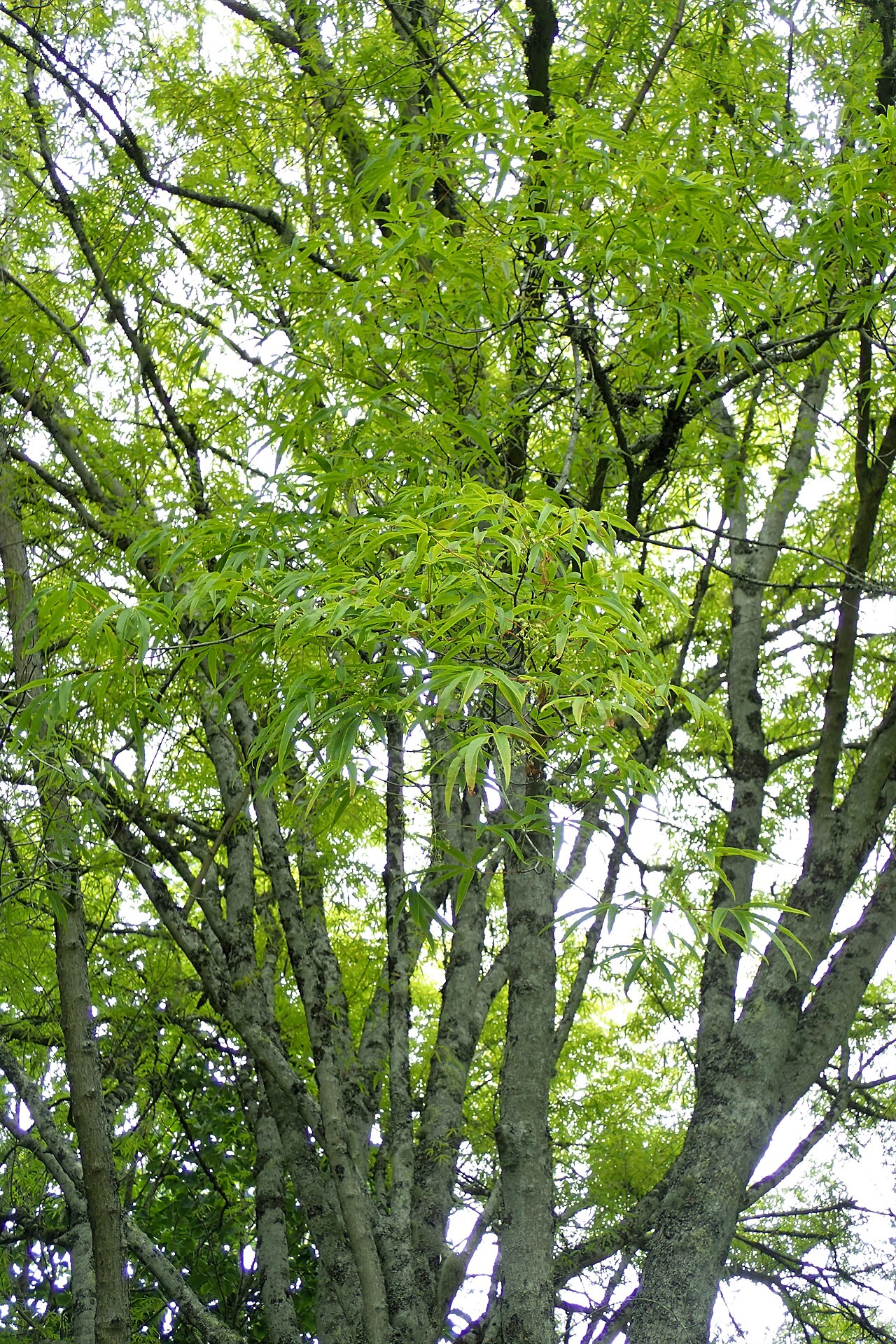 Acer pentaphyllum