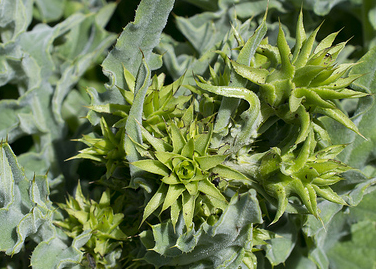 Cirsium fontinale