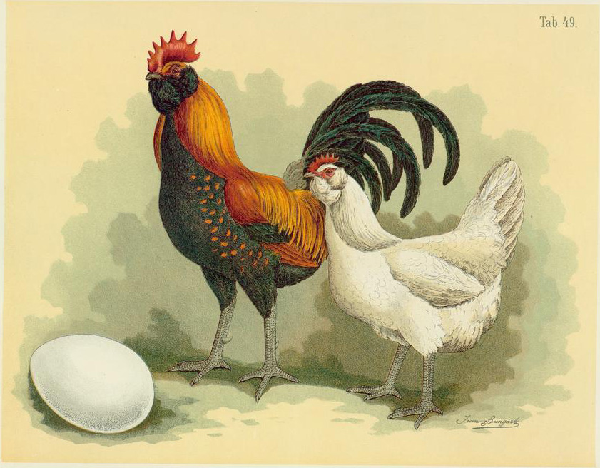 Thüringer Barthühner