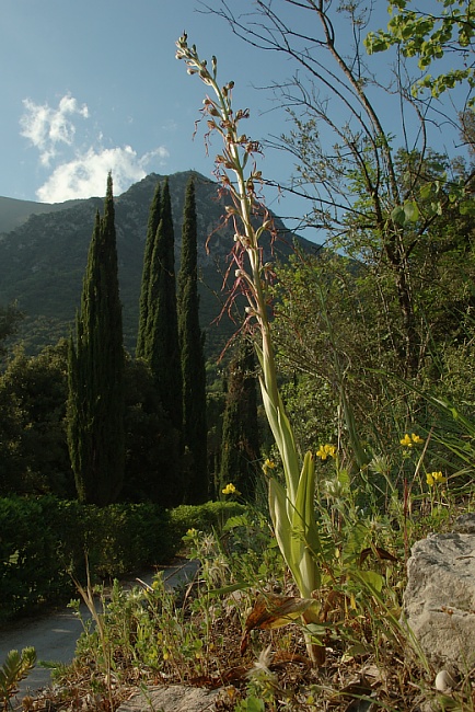 Himantoglossum adriaticum