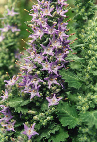 Campanula elatinoides