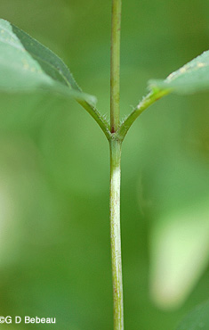 Helianthus strumosus