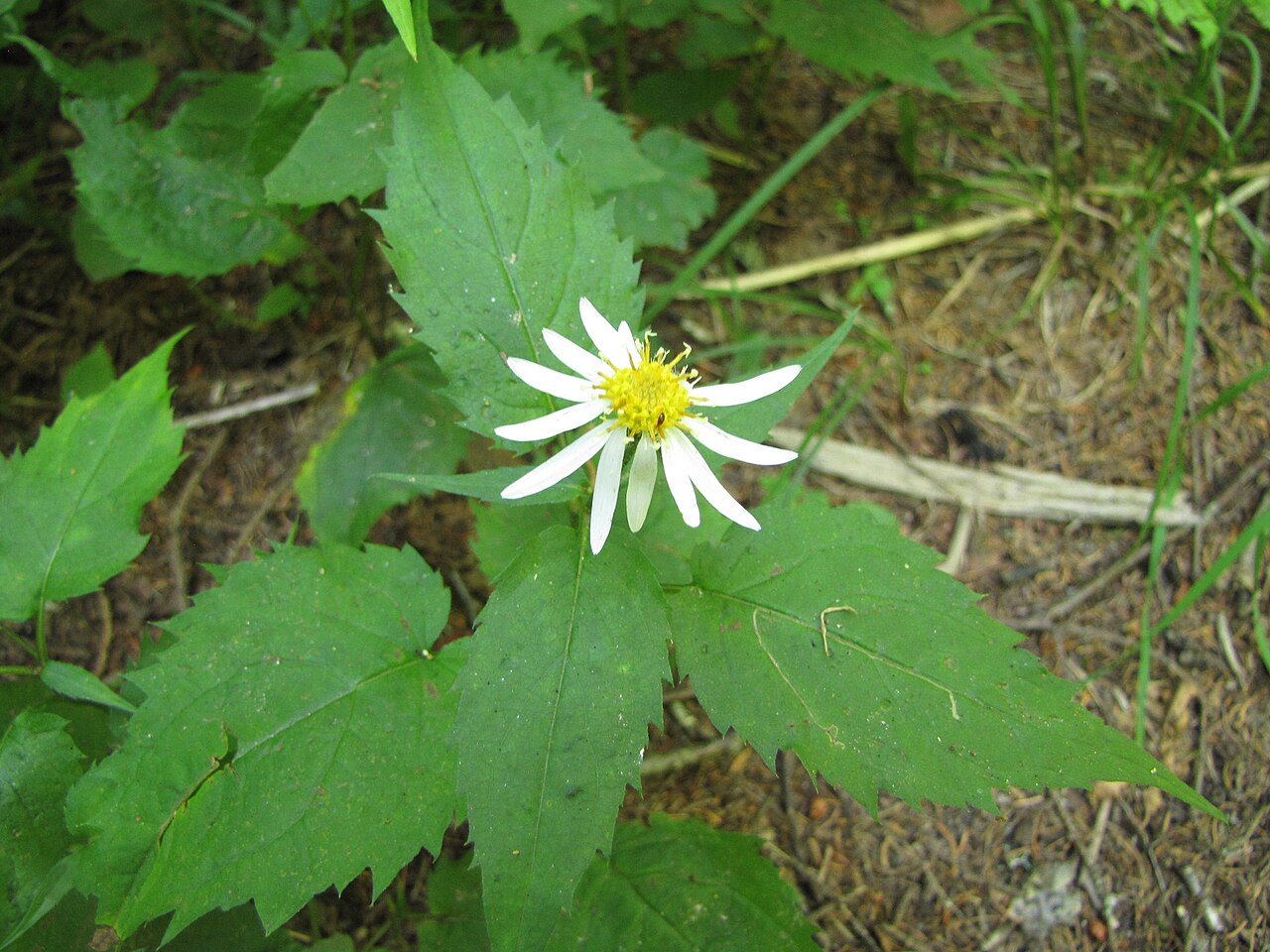 Mountain wood aster