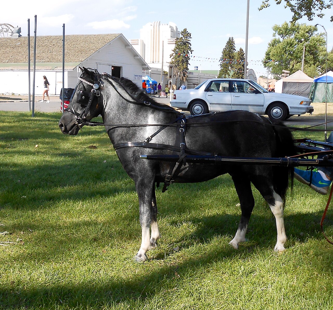 American Shetland Pony