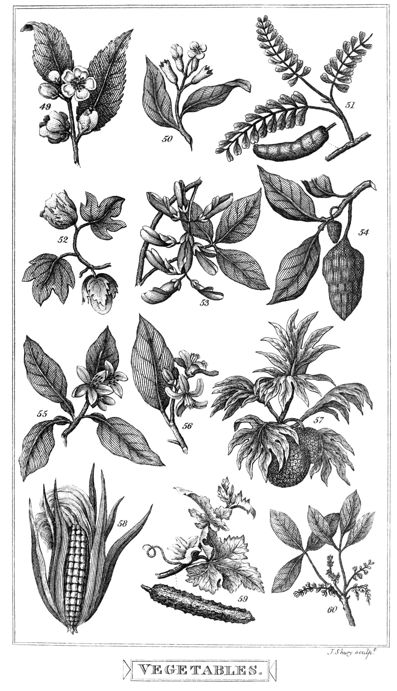 Theobroma guianensis