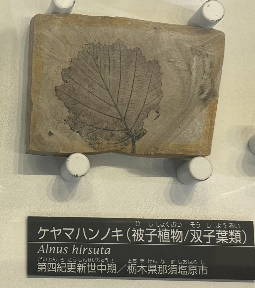 Alnus hirsuta